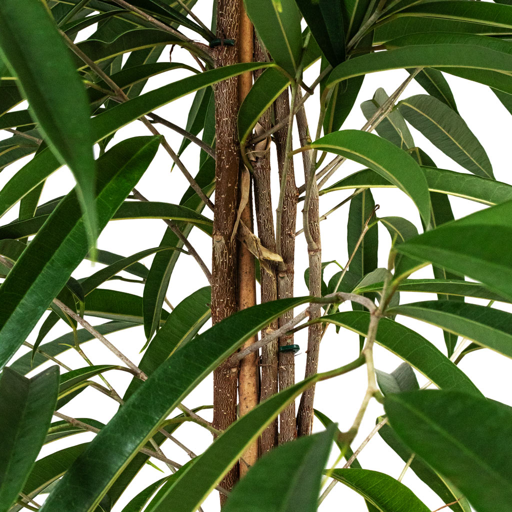 Ficus Alii - Long Leafed Fig Stems