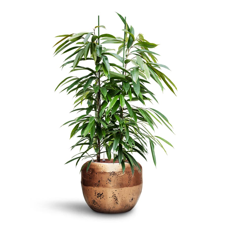 Opus Raw Couple Planter - Gold