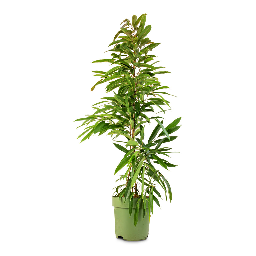 Ficus Amstel King - Narrow Leafed Fig - 27 x 125cm