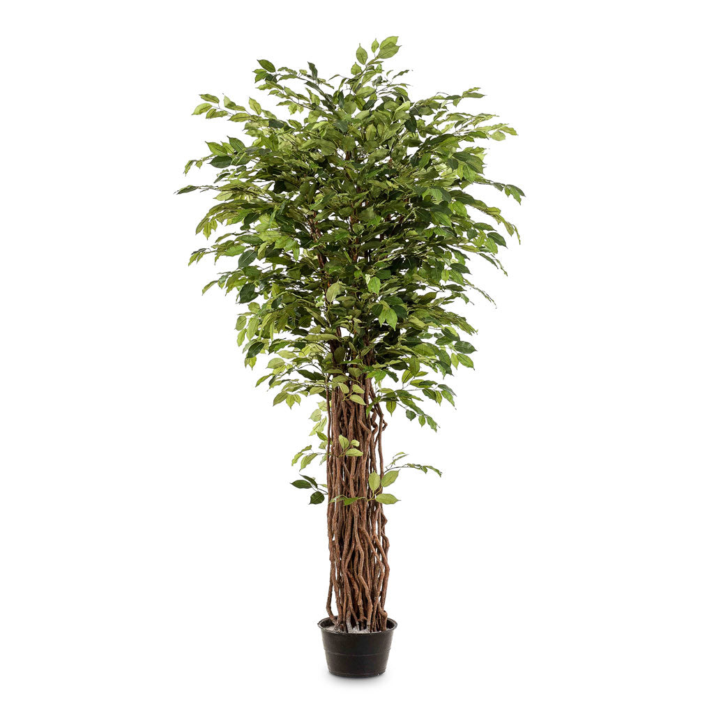 Ficus Benjamina Liana Deluxe - Artificial - 205cm