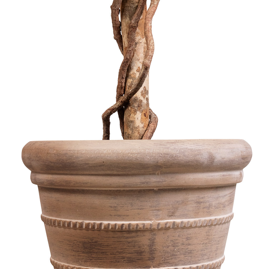 Ficus Deluxe Vine Tree Artificial - 140cm In Treasure Selena Planter Chalk Beige - 29x25cm