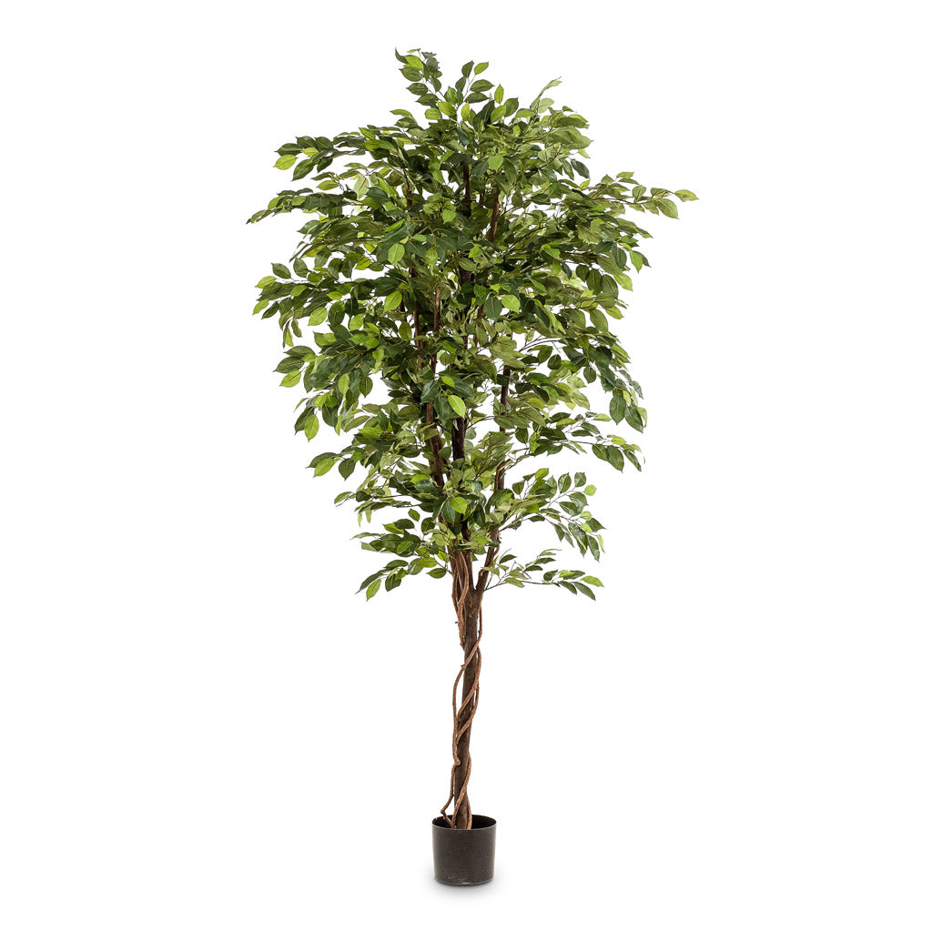 Ficus Deluxe Vine Tree - Artificial - 200cm