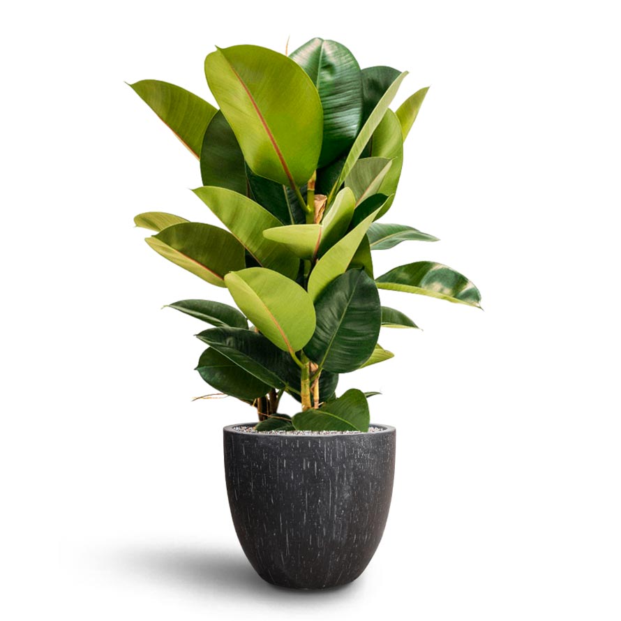 Ficus Elastica Robusta - Hydrocare Raindrop Egg Planter - Anthracite