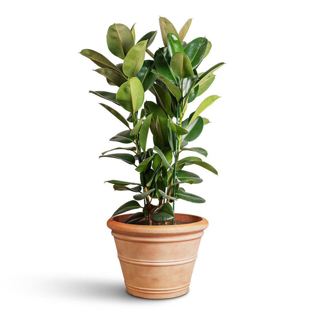 Ficus Elastica Robusta 27x85cm In  Treasure Kyra Planter Brick Orange 61x43cm