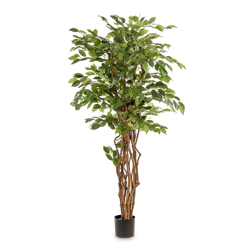 Ficus benjamina Liana Artificial In Sahara Pot Slate 