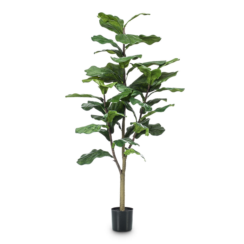 Ficus Lyrata Artificial - 120cm