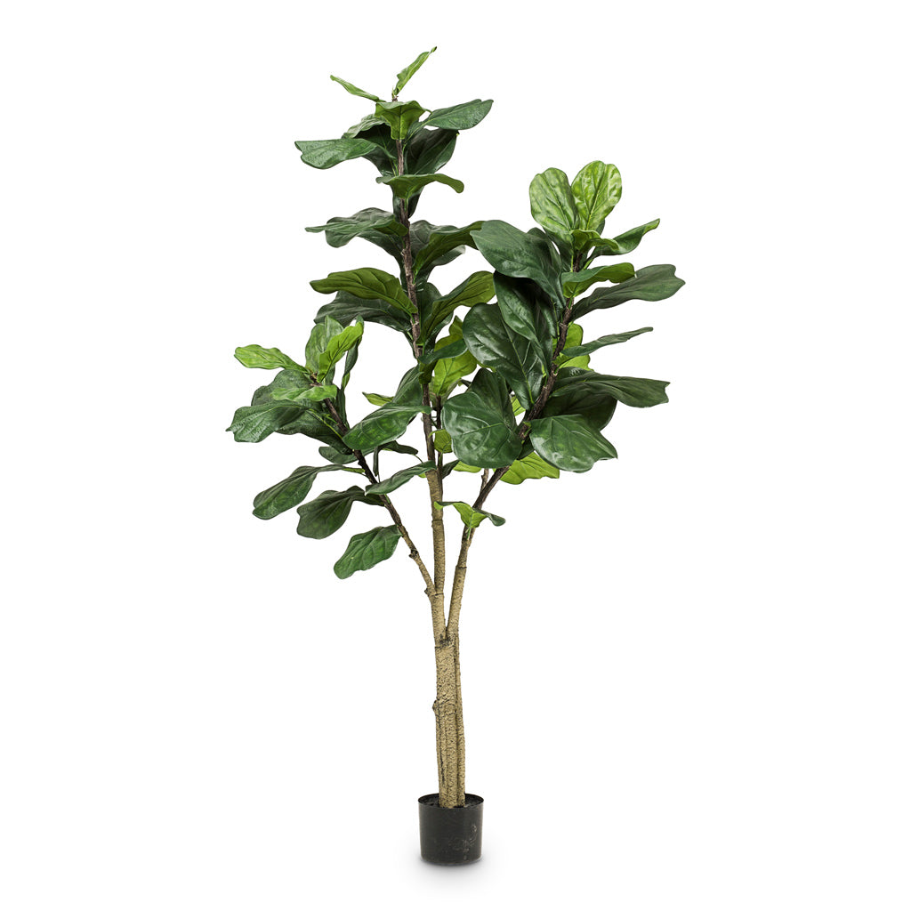 Ficus Lyrata Artificial - 180cm