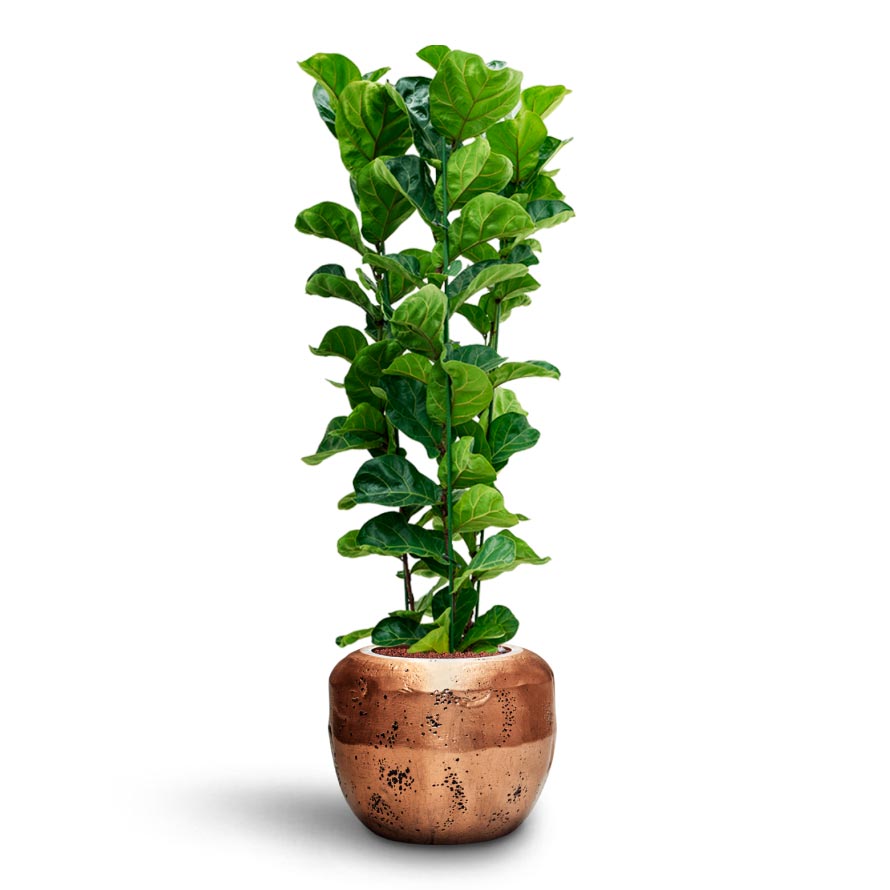 Ficus Lyrata Bambino - Hydrocare & Opus Raw Couple Planter - Gold