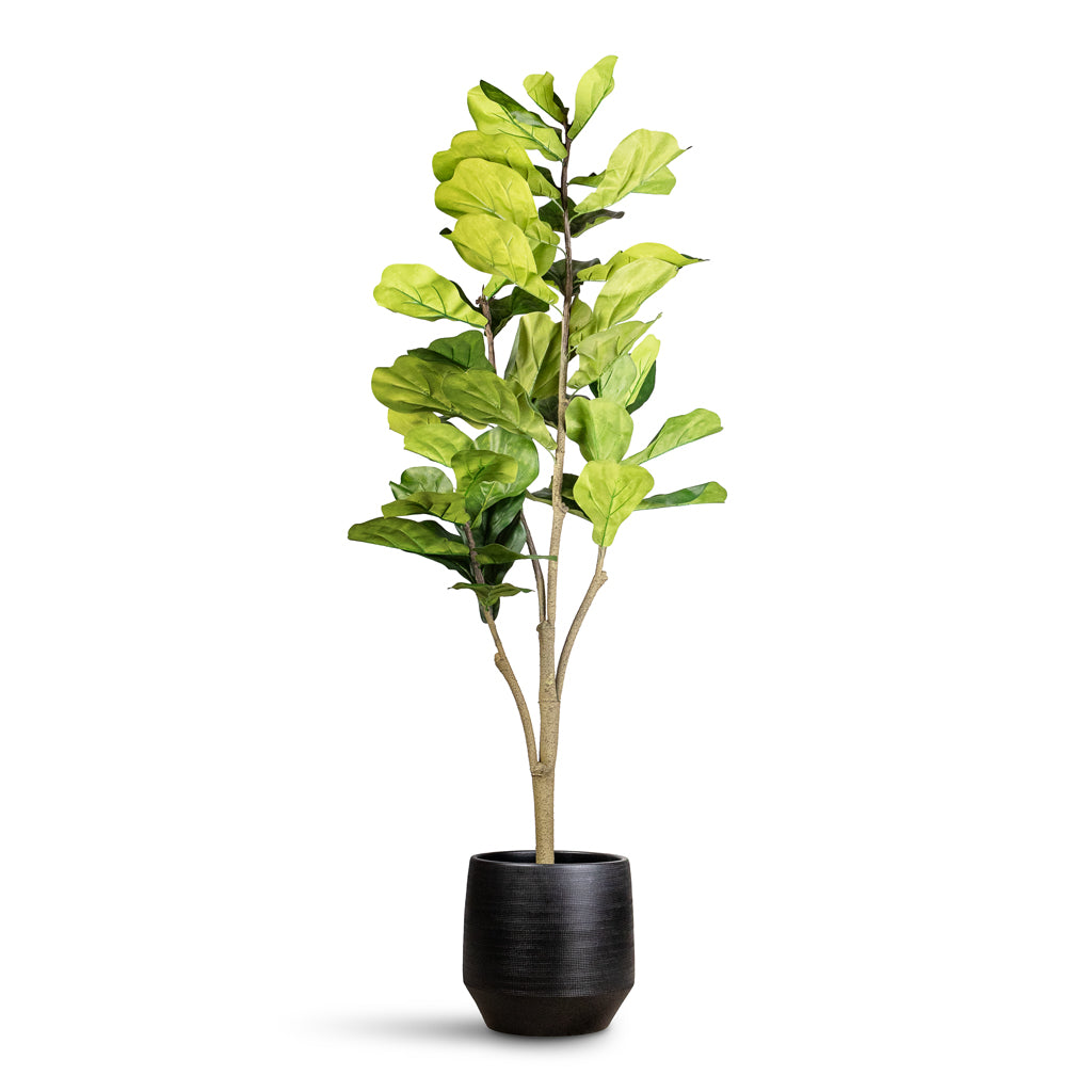 Ficus Lyrata Fiddle Leaf Fig Artificial 150cm In Norell Pot Black - 29x28cm