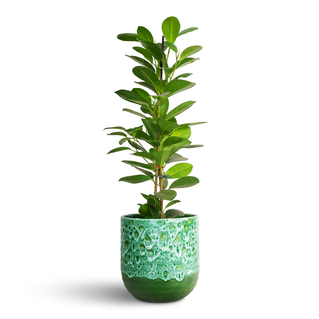 Ficus Moclame - Indian Laurel