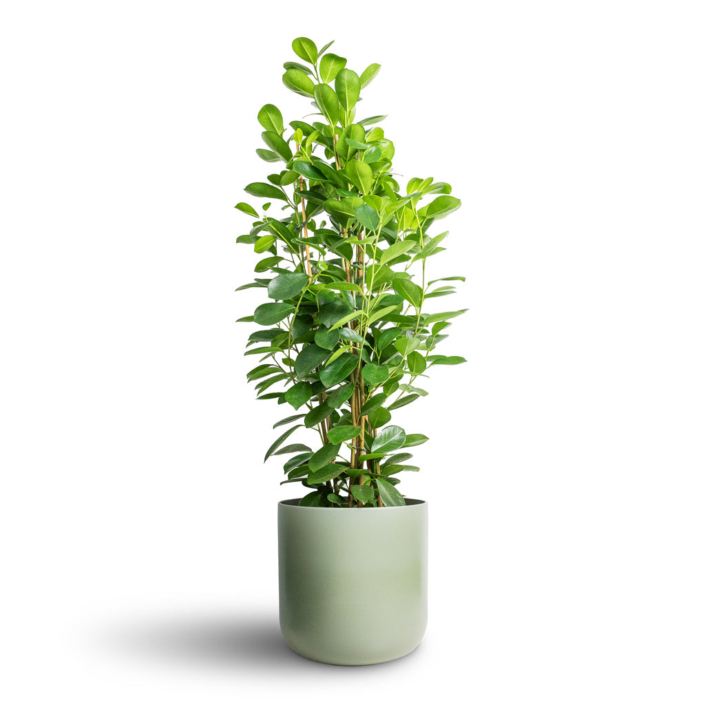 Ficus Moclame Indian Laurel - 24x90cm &amp; Lisbon Plant Pot Sage - 26x26cm