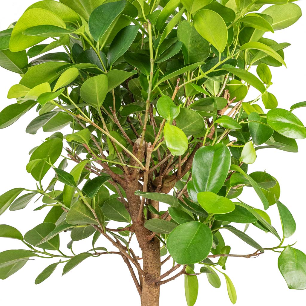 Ficus Moclame Indian Laurel - 21x90cm & Mini Valerie Plant Pot Black Washed - 28x22cm
