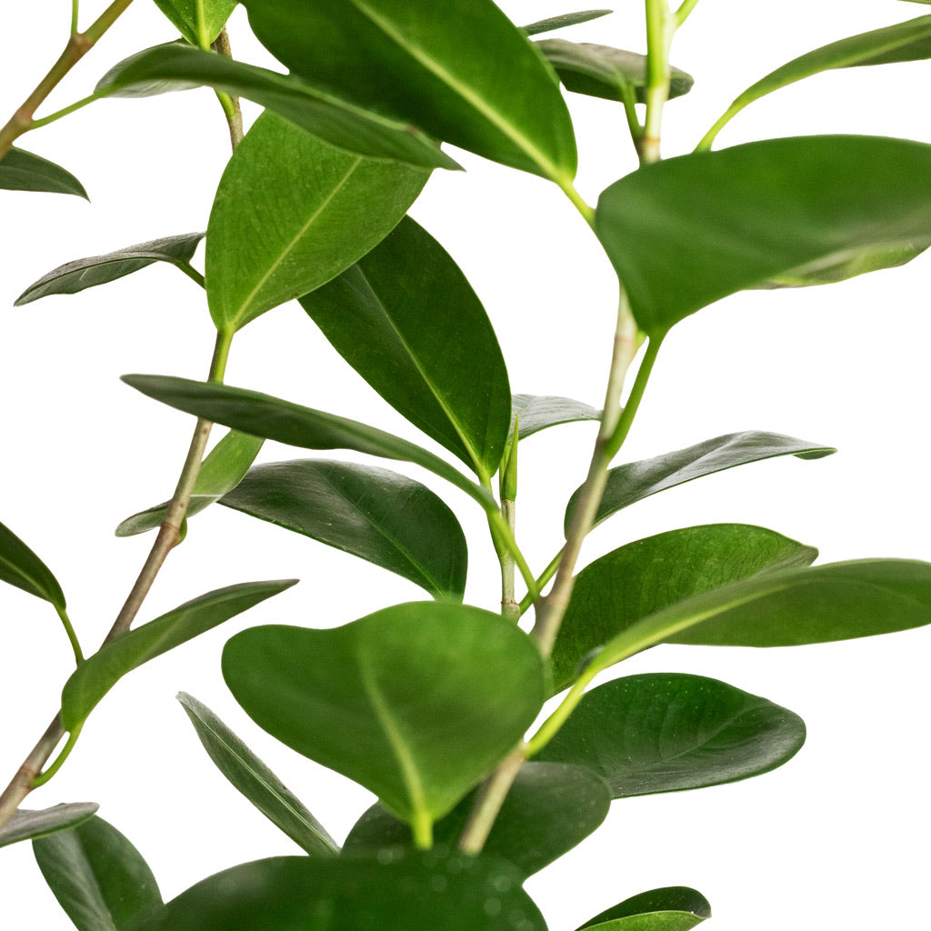 Ficus Moclame Indian Laurel