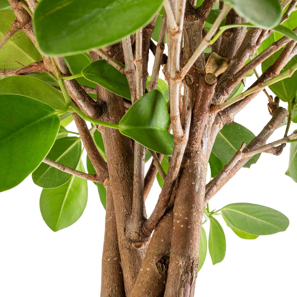 Ficus microcarpa Moclame Twisted Stem - 23x100cm In Lisbon Pot Blush Rose - 26x26cm