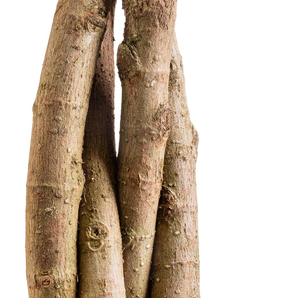 Ficus Moclame - Indian Laurel - Twisted Stems