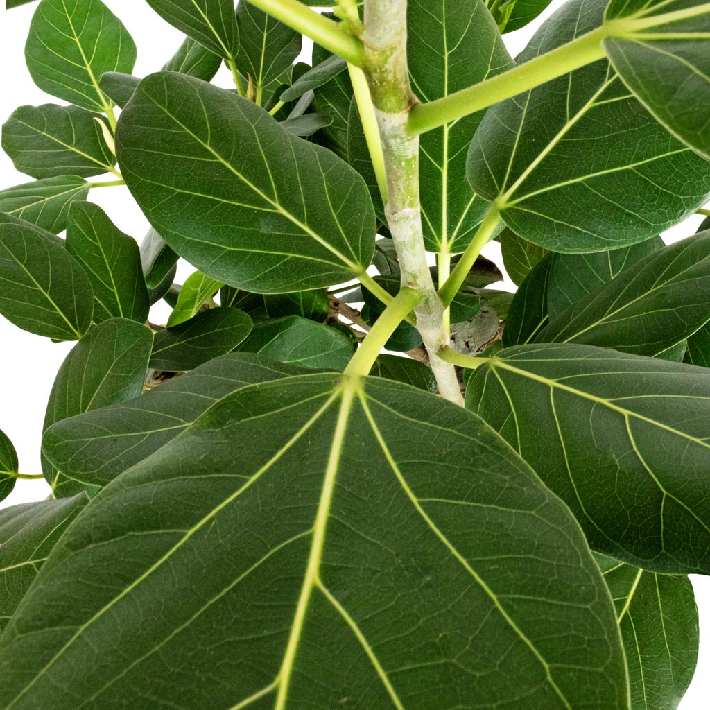 Ficus benghalensis Audrey - Bengal Fig - Straight Stem & Grigio Balloon Plant Pot - Natural Concrete