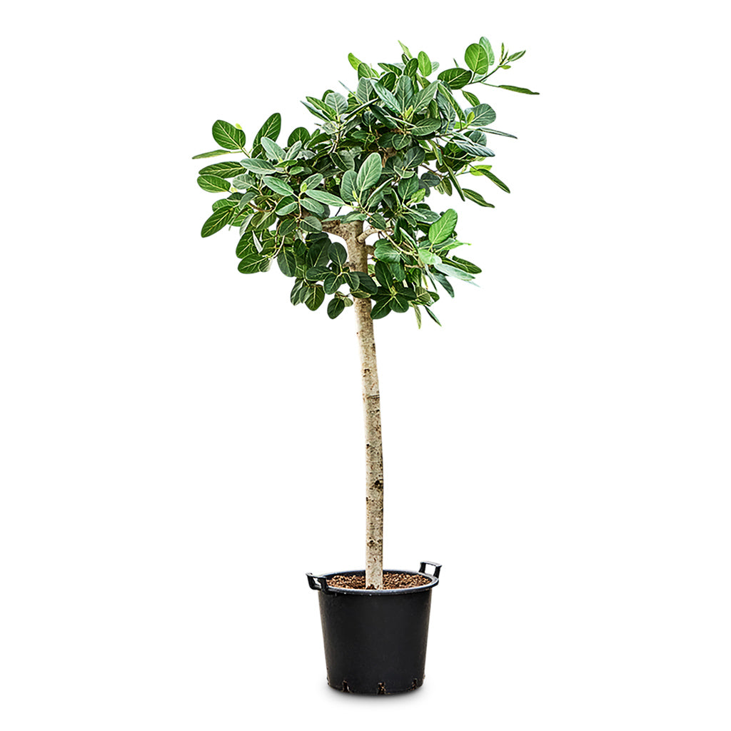 Ficus benghalensis Audrey Straight Stem 45x210cm