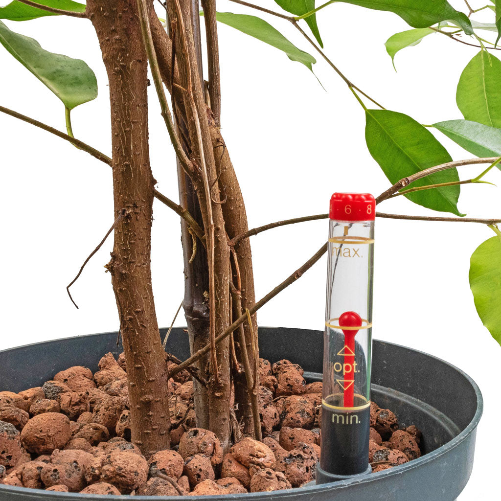 Ficus benjamina Hydroculture Plant