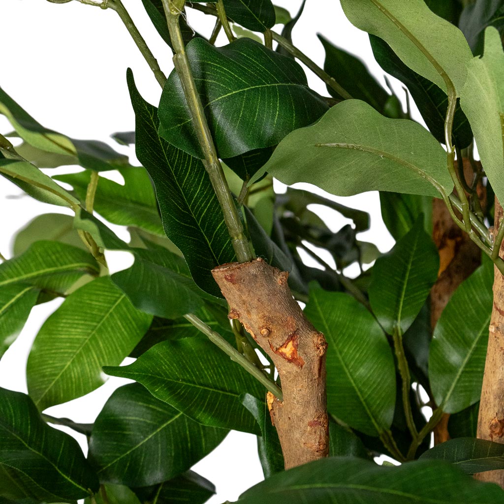 Ficus benjamina Liana Artificial Close Up Of Leaves