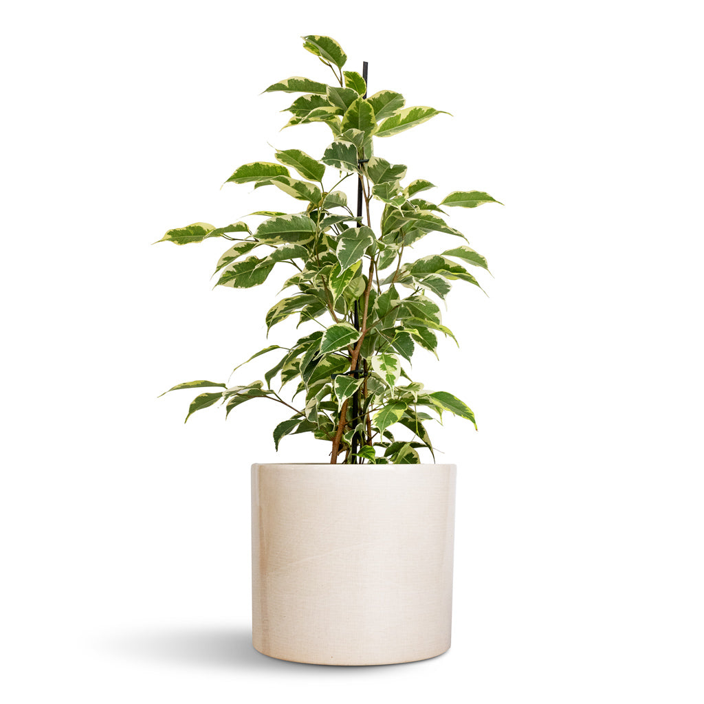 Ficus benjamina Twilight - Weeping Fig - Branched &amp; Lazzaro Plant Pot - Linen Effect