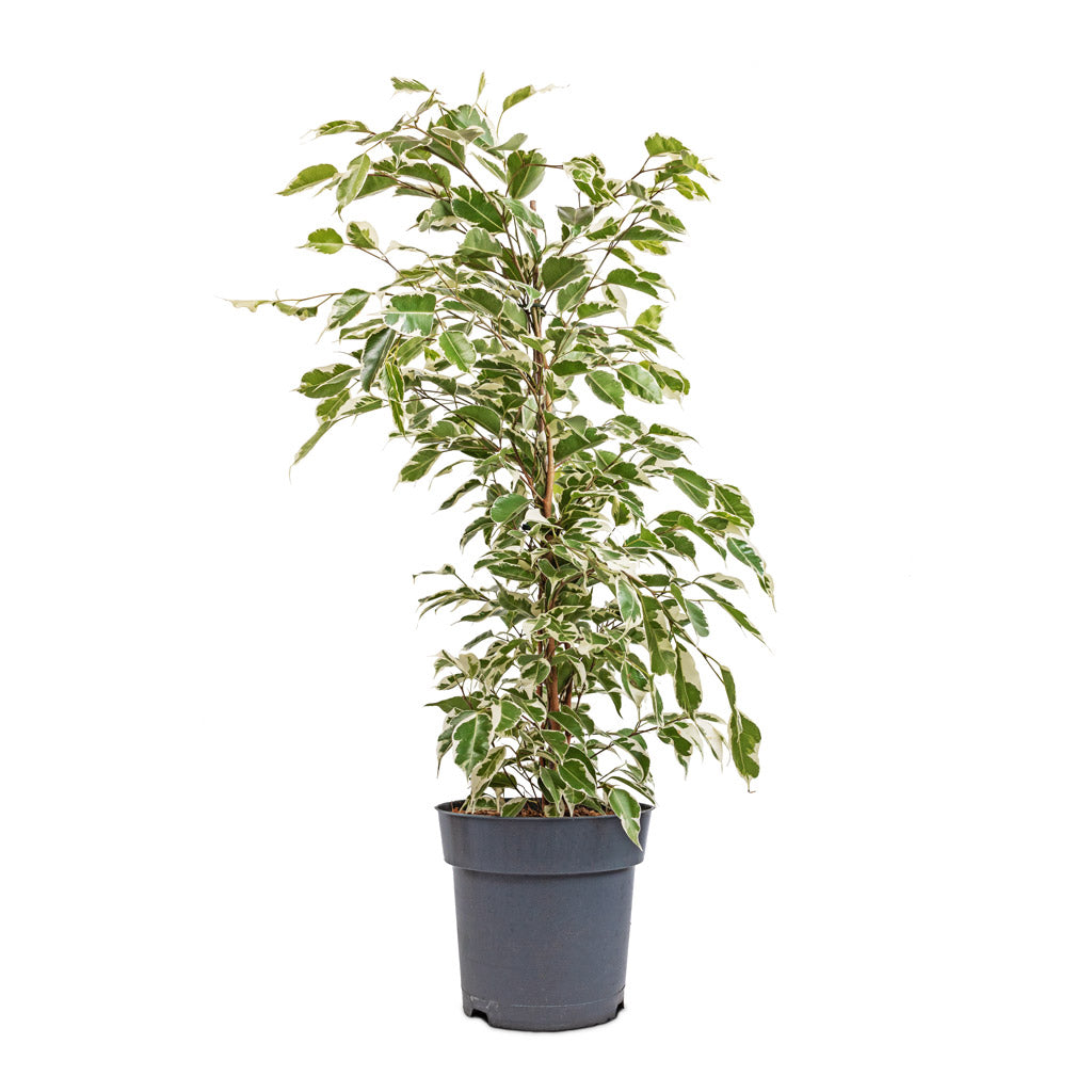 Ficus benjamina Twilight - Weeping Fig - Branched - 17 x 70cm