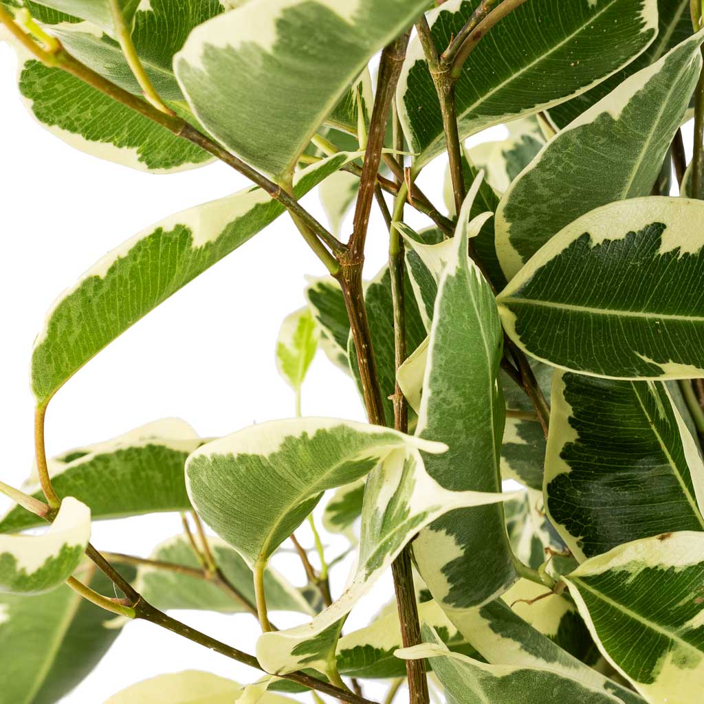 Ficus benjamina Twilight - Weeping Fig - Branched Leaves