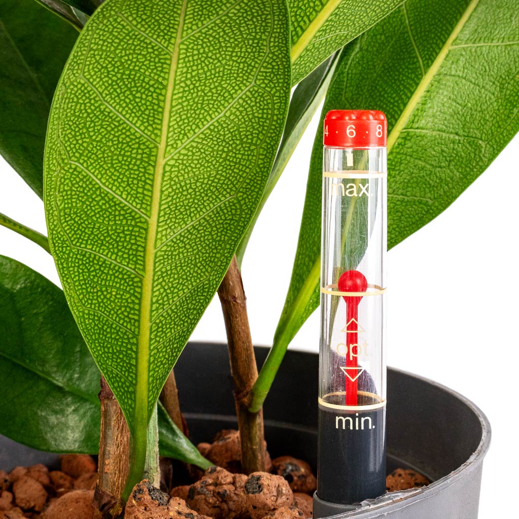 Ficus cyathistipula Hydroculture Indoor Plant
