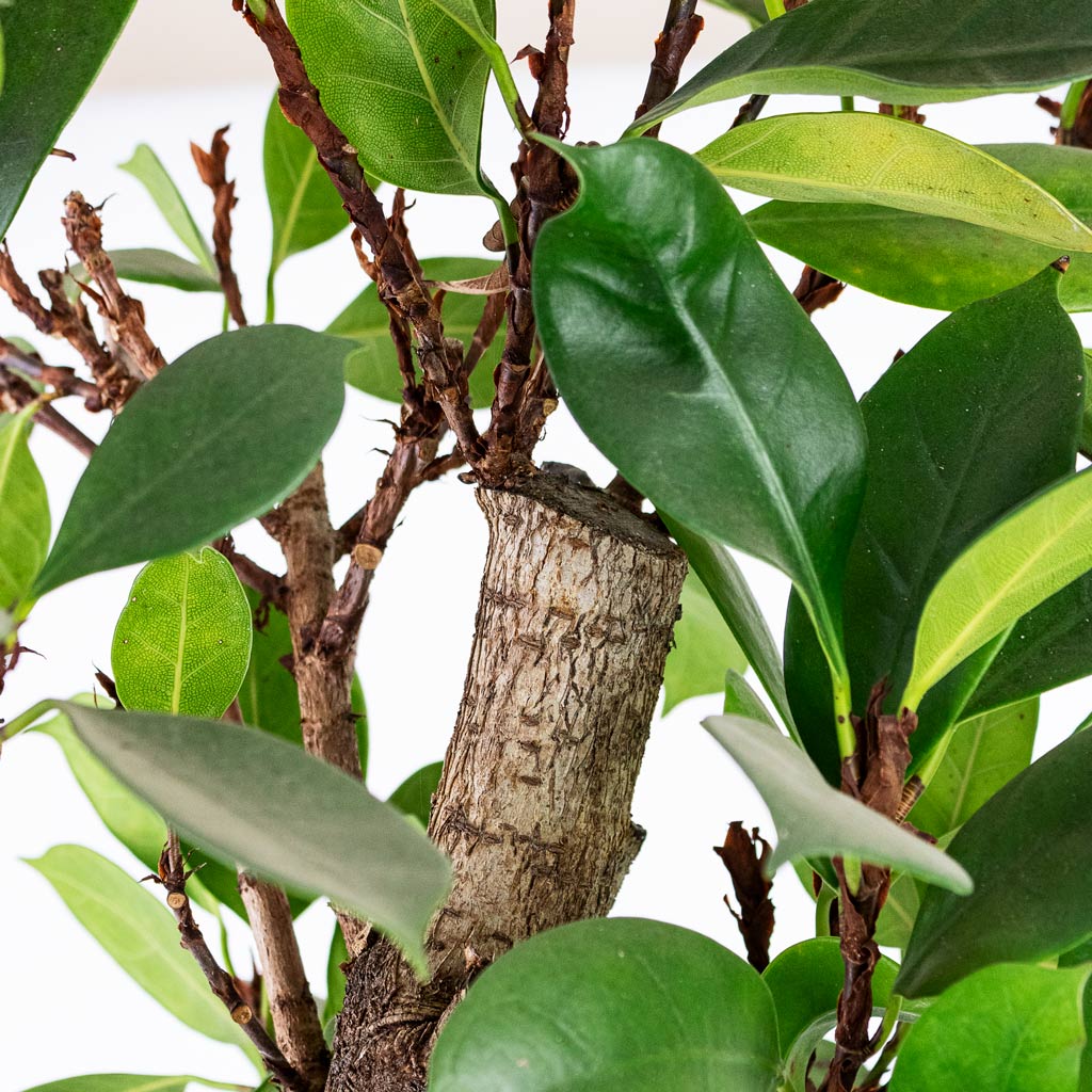 Ficus cyathistipula Straight Stem House Plant In Emmie Metal Pot Mystic Yellow