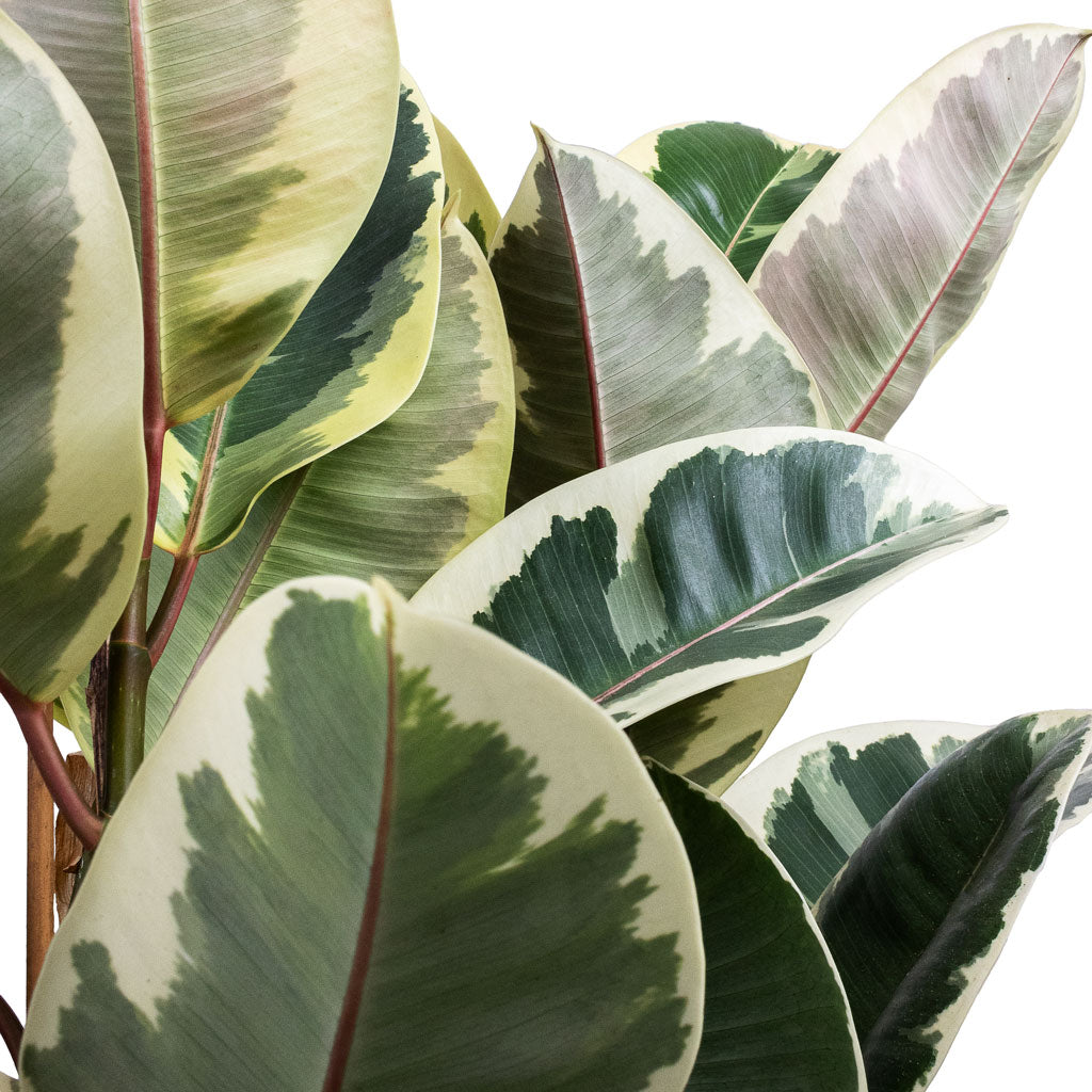 Ficus elastica Tineke Variegated Rubber Plant - 24x90cm & Prague Plant Pot Oliver - 28x24cm