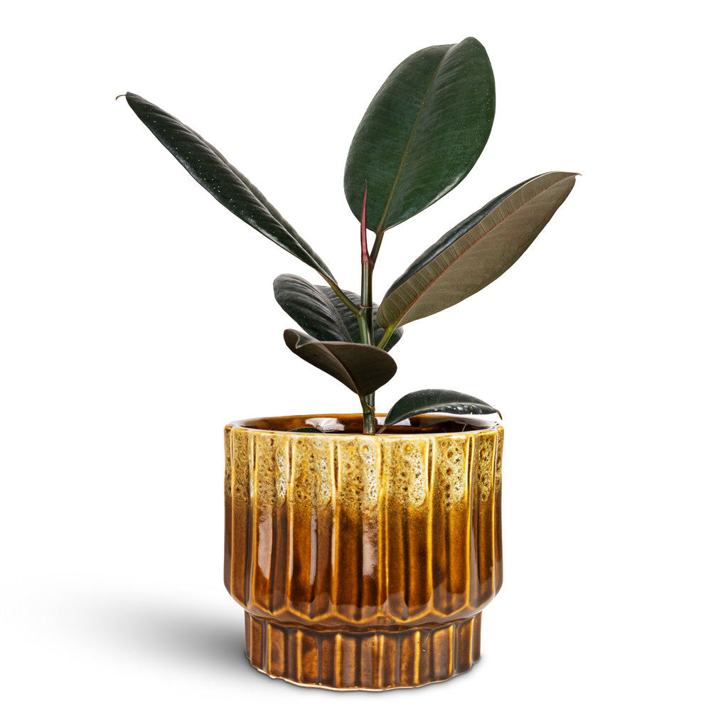 Ficus elastica Abidjan 12x40cm House Plant In Faye Pot Savannah 17x15cm