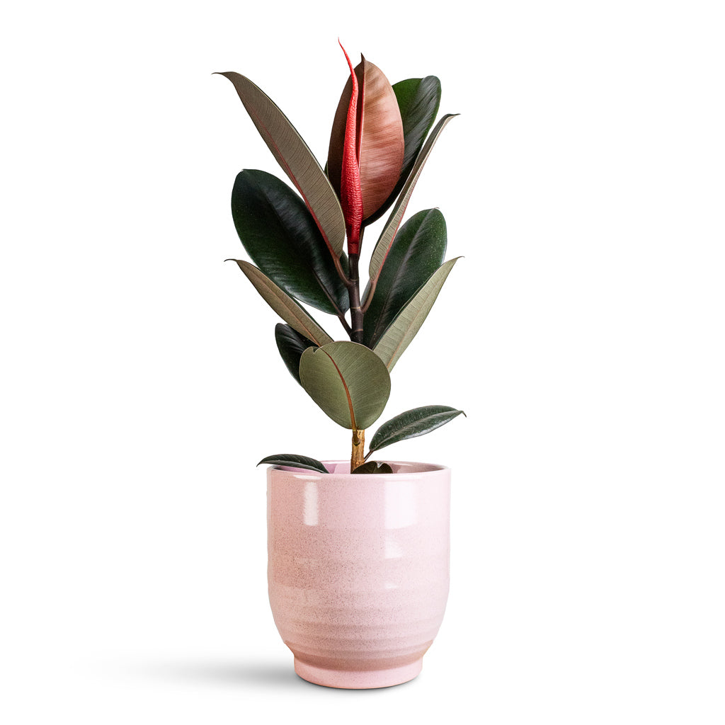 Ficus elastica Abidjan In Sofia Pot Rose