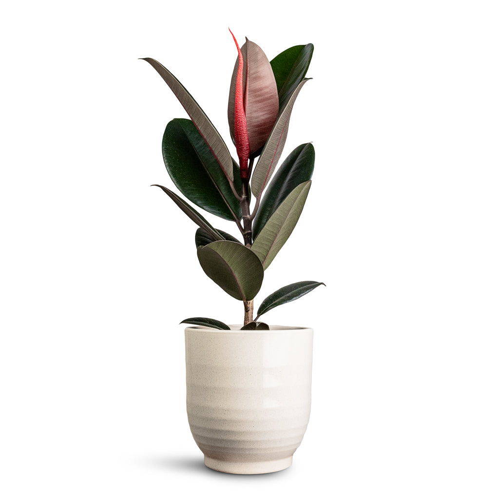 Ficus elastica Abidjan In Sofia Pot Vanilla 19x19cm