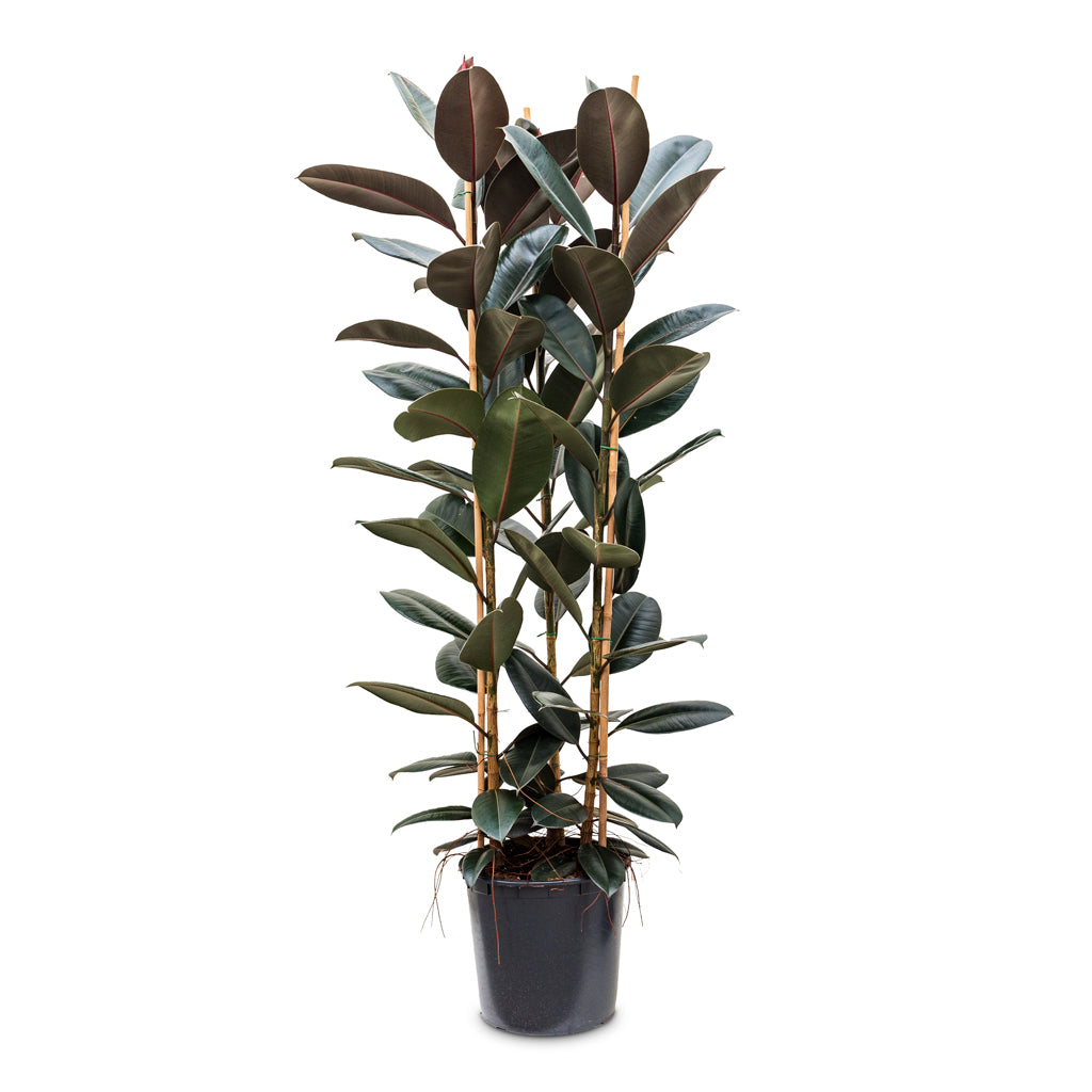 Ficus elastica 'Abidjan' 35 x 185cm