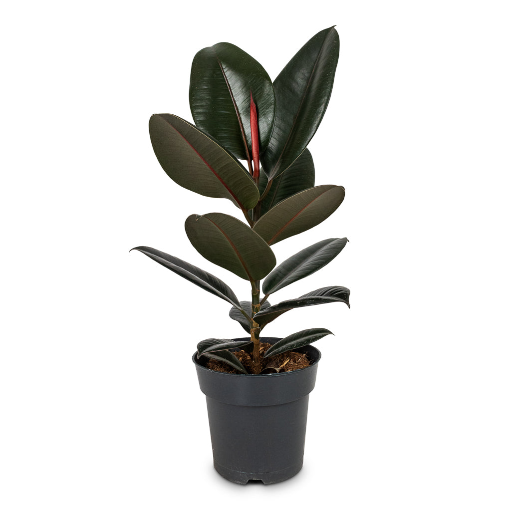 Ficus elastica Abidjan - Burgundy Rubber Plant - 17 x 65cm