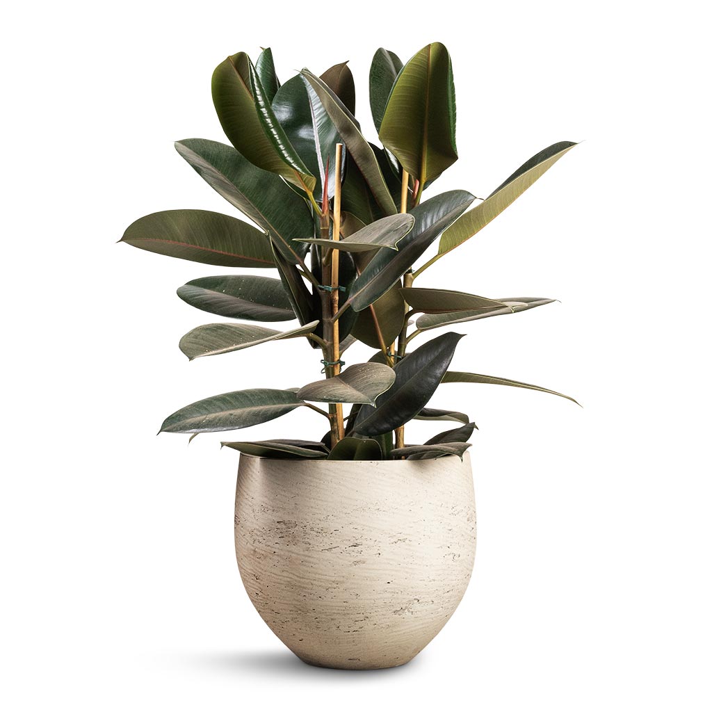 Ficus elastica Abidjan - Burgundy Rubber Plant & Mini Orb Kevan Plant Pot - Grey Washed