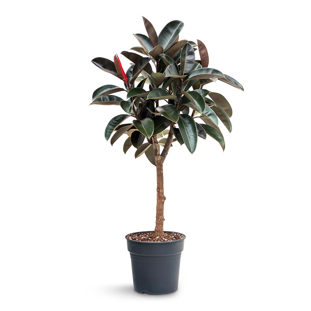 Ficus elastica Abidjan - Burgundy Rubber Plant - Straight Stem - 30 x 130cm