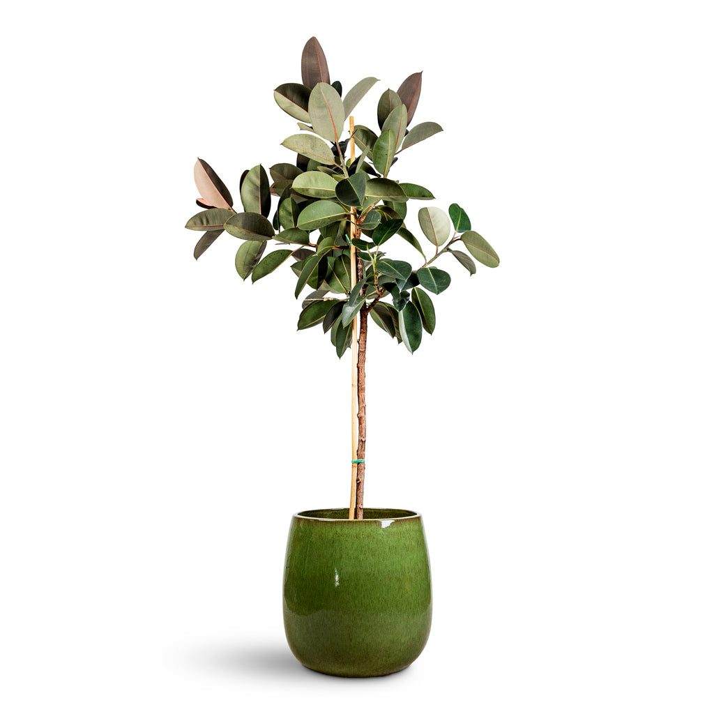 Ficus elastica Abidjan Straight Stem 38x190cm House Plant In Aura Balloon Planter Green 56x56cm