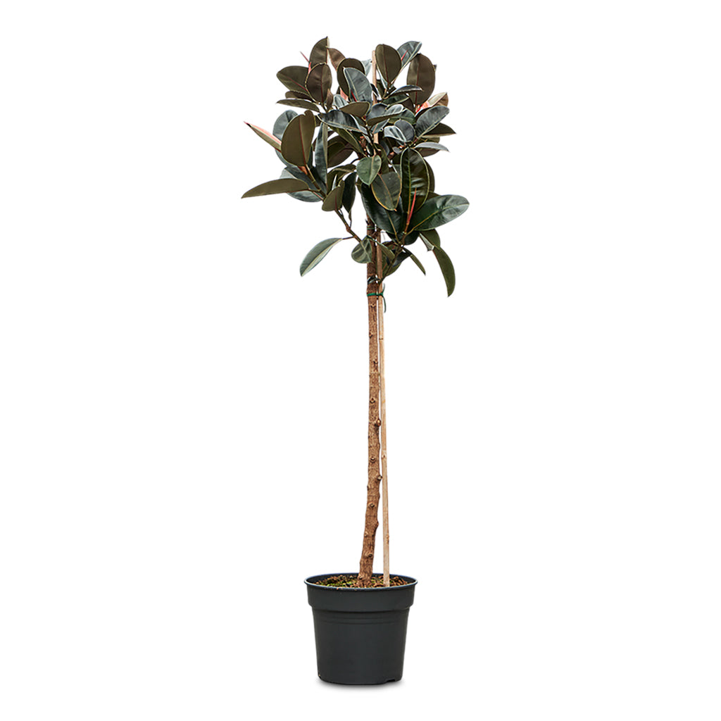 Ficus elastica Abidjan Straight Stem 38x190cm