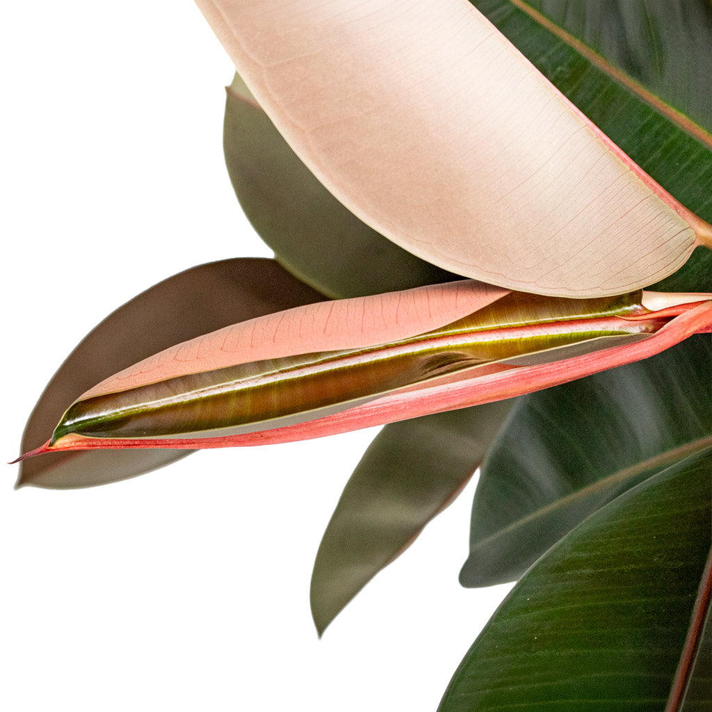 Ficus elastica Abidjan Straight Stem close up