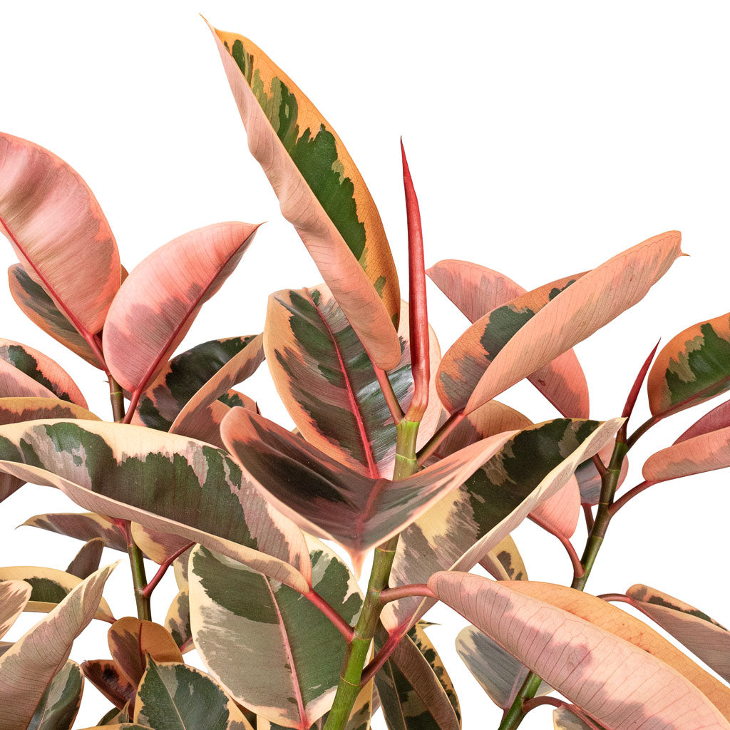Ficus elastica Belize Pink Rubber Plant Straight Stem - 30x140cm In Cody Cement Stone Plant Pot Granite Grey - 46x40cm