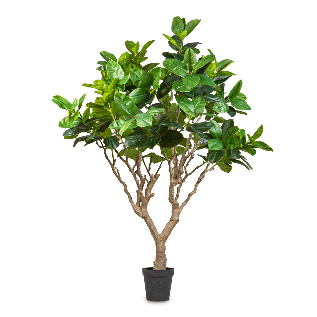 Ficus elastica Botanic Tree Potted Artificial 240cm
