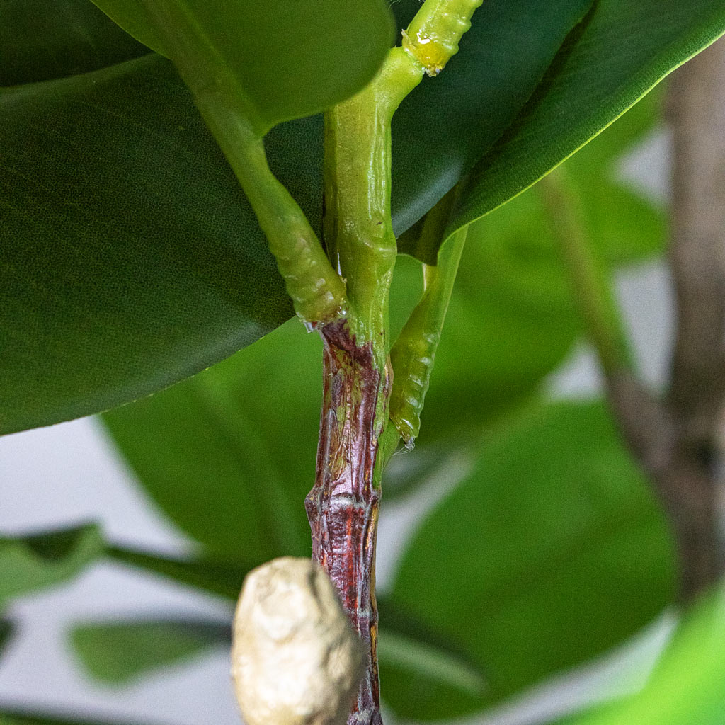 Ficus elastica Botanic Tree Potted Artificial close up 