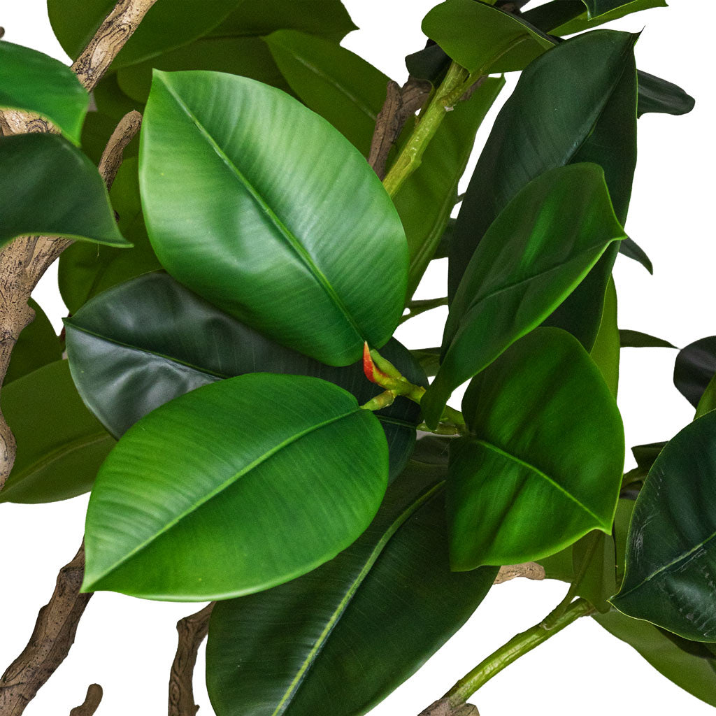 Ficus elastica Botanic Tree Potted Artificial 240cm house plant in Lena Mineral Planter Travertine 55x70cm