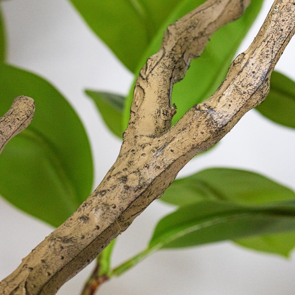 Ficus elastica Botanic Tree Potted Artificial close up 