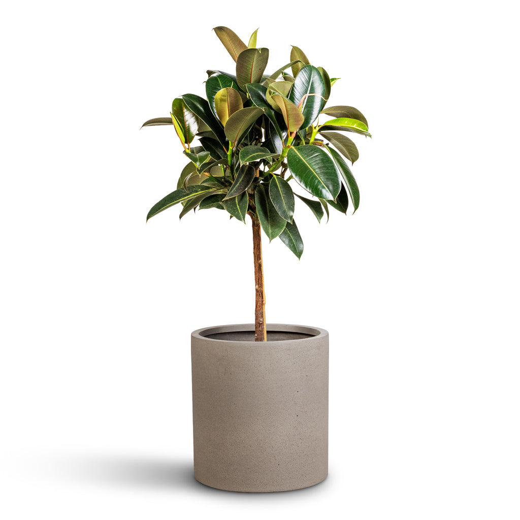 Ficus elastica Melany Stemmed - 21x90cm In Max Refined Planter Clouded Grey - 29x29.5cm