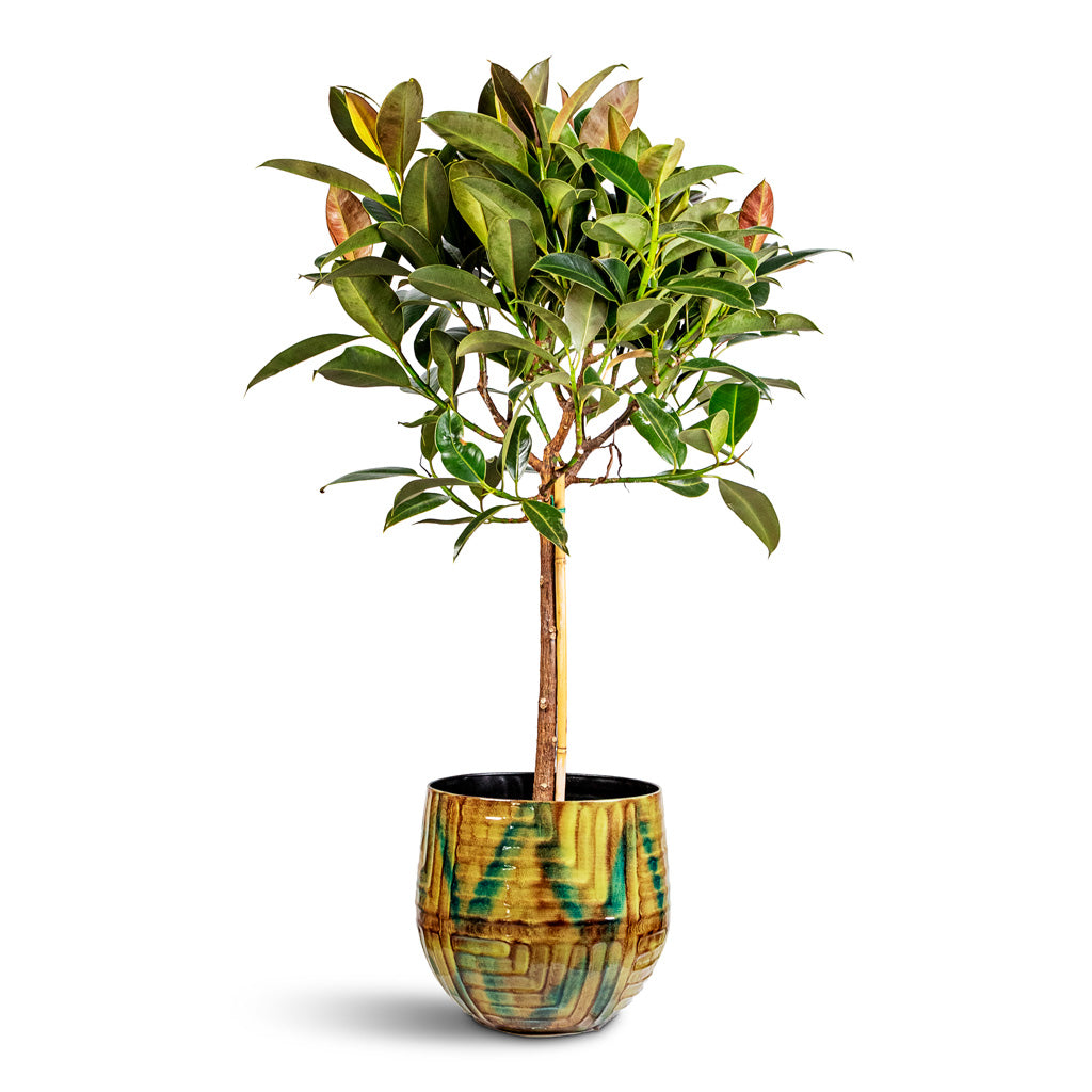 Ficus elastica Melany Stemmed 21x95cm House Plant In Mette Metal Pot Marrakesh 28x25cm