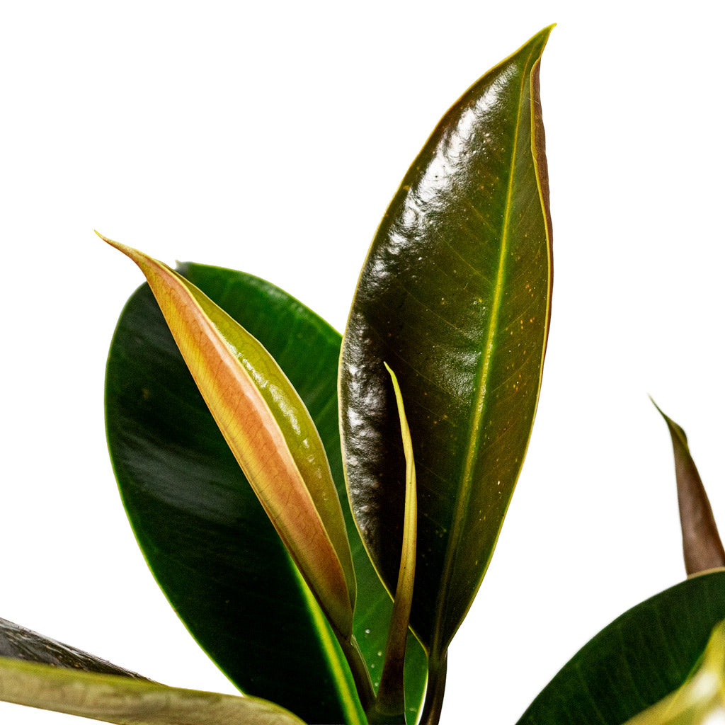 Ficus elastica Melany Stemmed Close up