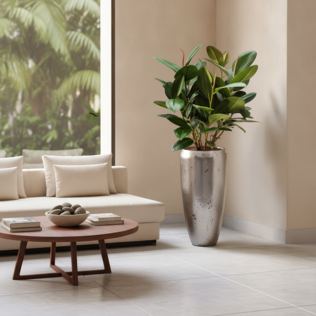 Ficus elastica Robusta - Rubber Plant - Hydroculture - 22/19 x 100cm (2 stem)