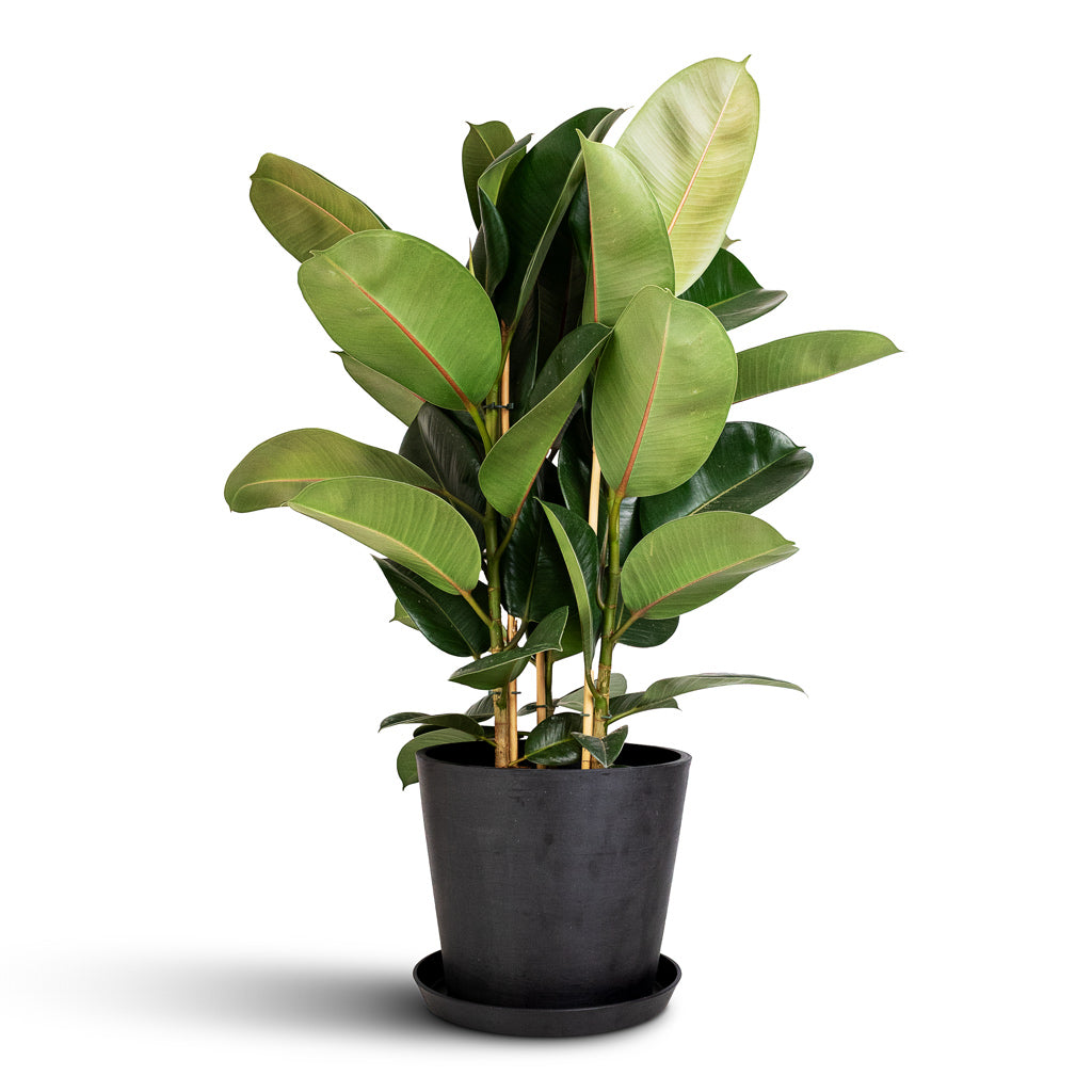 Rounded Plant Pot Saucer - Slate