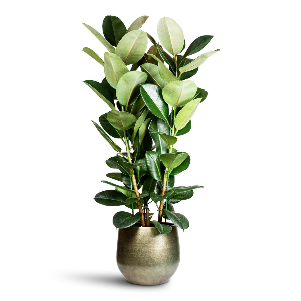 Ficus elastica Robusta 24x90cm Esra Pot Shiny Green 36x32cm